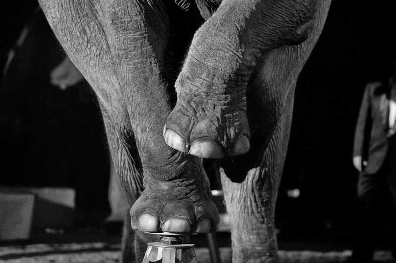 Illustration for article titled Why Freeing Elephant Performers Is Not Nearly Enough